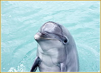 伊豆・三津シーパラダイス