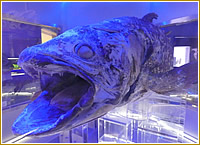 沼津港深海水族館　シーラカンス・ミュージアム
