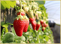 江間いちご狩りセンター