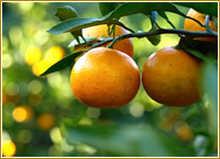 西浦みかん狩り